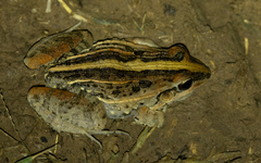 Leptodactylus fuscus