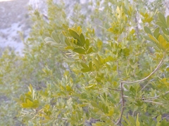 Fraxinus greggii