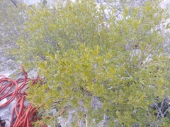 Fraxinus greggii