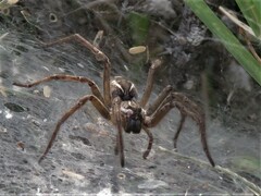 Aglaoctenus lagotis