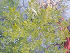 Fraxinus greggii