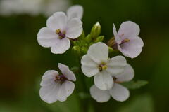 Diplotaxis erucoides