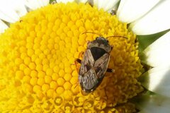 Trapezonotus ullrichi