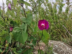 Ipomoea orizabensis orizabensis