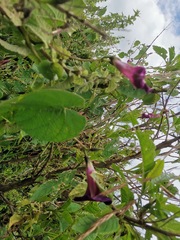 Ipomoea orizabensis orizabensis
