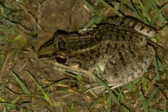 Leptodactylus macrosternum