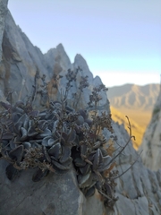Lenophyllum guttatum