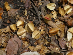Combretum latifolium