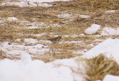 Emberiza citrinella × leucocephalos