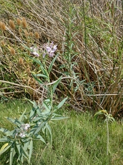 Solanum glaucophyllum