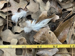 Alopochen aegyptiaca