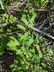 Phacelia ramosissima