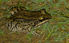 Leptodactylus mystacinus