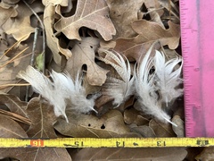 Alopochen aegyptiaca