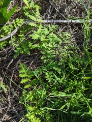 Phacelia ramosissima
