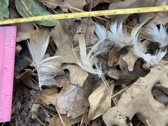 Alopochen aegyptiaca