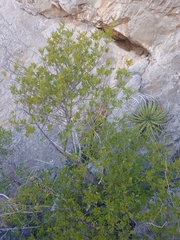 Fraxinus greggii