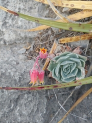 Echeveria simulans