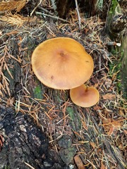 Gymnopilus bellulus