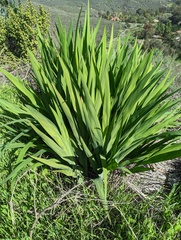 Chasmanthe floribunda