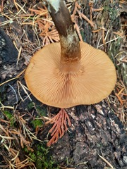 Gymnopilus bellulus