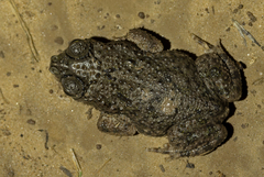 Rhinella major