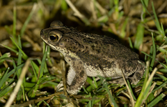 Rhinella major