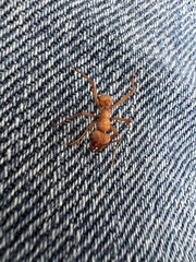 Acromyrmex octospinosus