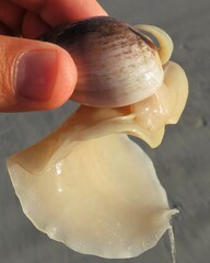 Bullia laevissima