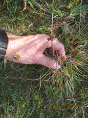Juncus caespiticius