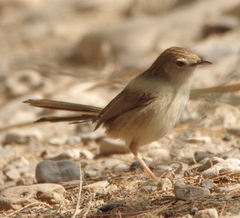 Prinia gracilis