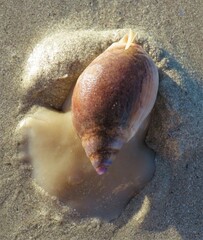 Bullia laevissima