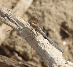Orthetrum chrysostigma