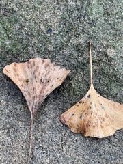 Bartheletia paradoxa