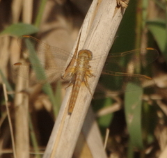 Crocothemis sanguinolenta