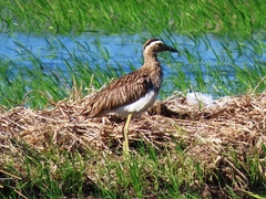 Burhinus bistriatus