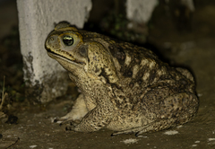 Rhinella diptycha
