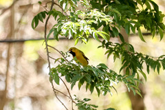 Icterus