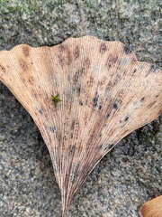 Bartheletia paradoxa