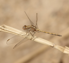 Orthetrum chrysostigma