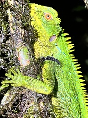 Enyalioides oshaughnessyi
