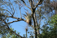 Tillandsia utriculata