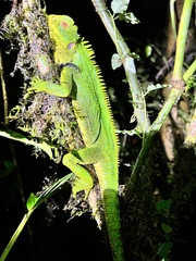 Enyalioides oshaughnessyi