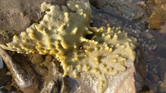 Halichondria panicea