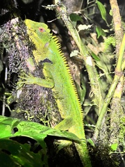 Enyalioides oshaughnessyi