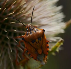 Carpocoris mediterraneus