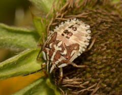 Carpocoris mediterraneus