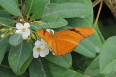 Dryas