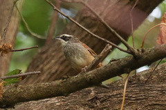 Peucaea ruficauda