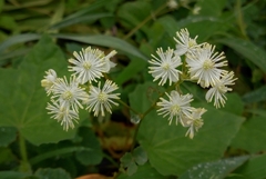 Thalictrum dalzellii